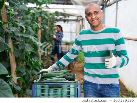 Portrait of confident farmer standing with arms crossed in greenhouse on background with ripening cucumbers 103159150