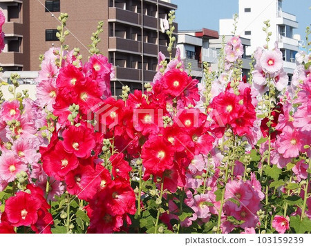 陽光下的蜀葵花（江野口川岸'23） 103159239