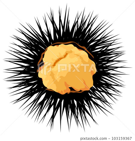 Sea urchin illustration material vector 103159367