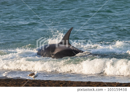 Killer whale hunting sea lions,Peninsula Valdes, Patagonia Argentina 103159438