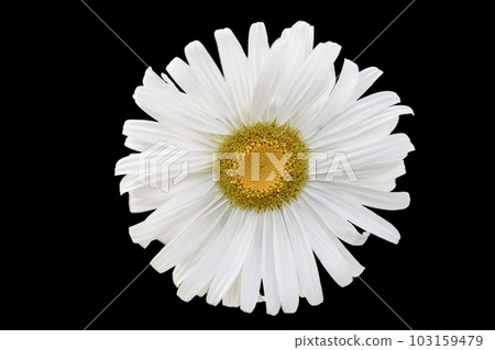 Chamomile flower on a black background close-up. Chamomile flower on a black background close-up. 103159479