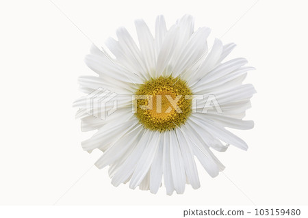 Chamomile flower on a white background close-up. Chamomile flower on a white background close-up. 103159480