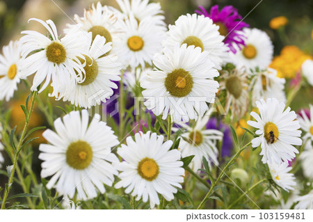 Background camomile close-up. Wildflowers for wallpaper Background camomile close-up. Wildflowers for wallpaper 103159481