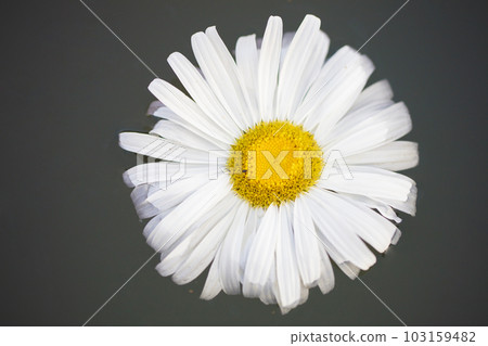 White flower in the water. Chamomile on a gray background close-up White flower in the water. Chamomile on a gray background close-up 103159482