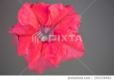 Red flower in the water. Petunia on a gray background close-up Red flower in the water. Petunia on a gray background close-up 103159483