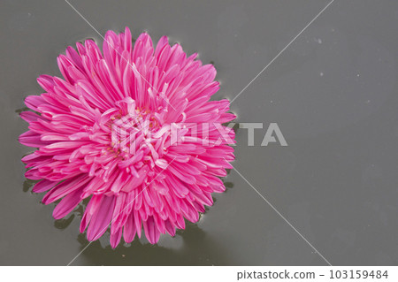 Pink flower in the water. Astra on a gray background close-up Pink flower in the water. Astra on a gray background close-up 103159484