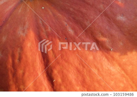 Pumpkin texture closeup macro Pumpkin texture closeup macro 103159486