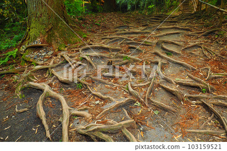 Stepped tree roots stretched all over 103159521