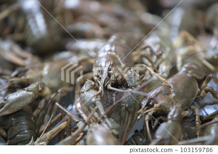 Background many live crayfish close up Background many live crayfish close up 103159786