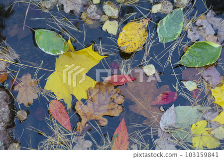 Autumn background. Fallen yellow leaves and flowers in water close-up 103159841