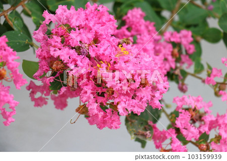 Crape Myrtle Hyakujitsuko Country Red 103159939