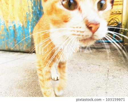 Ethnic background and digitally processed images of foreign stray cats Ethnic background and digitally processed images of foreign stray cats 103159971