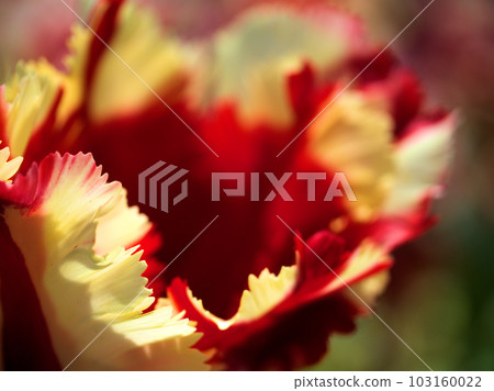 Tulip flowers blooming in April "Double Fleming Parrot" 103160022