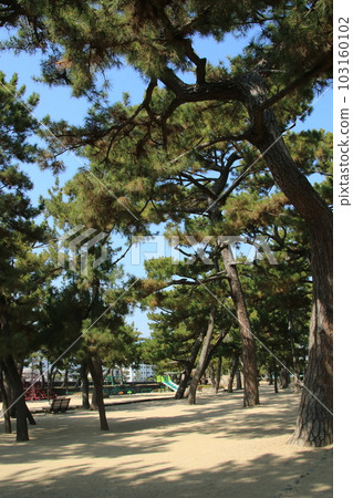 日本公園:有鬆樹林的蘆屋公園(兵庫縣蘆屋市) 日本公園:有鬆樹林的蘆屋公園(兵庫縣蘆屋市) 103160102
