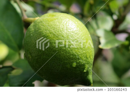 新鮮的酸橙水果 新鮮的酸橙水果 103160243