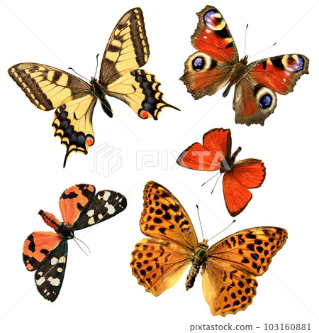 Butterfly group 103160881