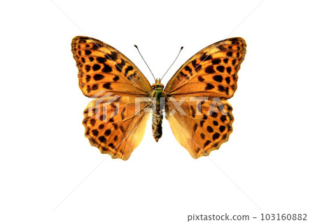 Butterfly Butterfly 103160882