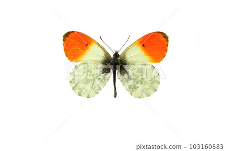 butterfly butterfly 103160883