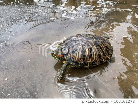 烏龜走路是為了什麼？ 103161278