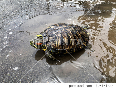 Turtle walking along the waterside 103161282