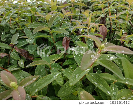 Leaves wet in the rain 103161412