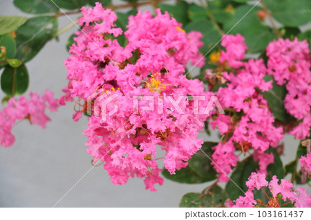 紫薇 百柔子 鄉村紅 103161437