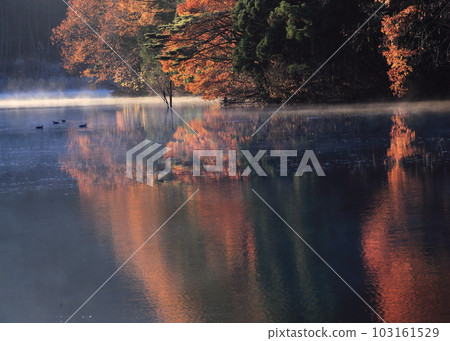 Image of late autumn and early winter (late autumn in the swamp) Image of late autumn and early winter (late autumn in the swamp) 103161529