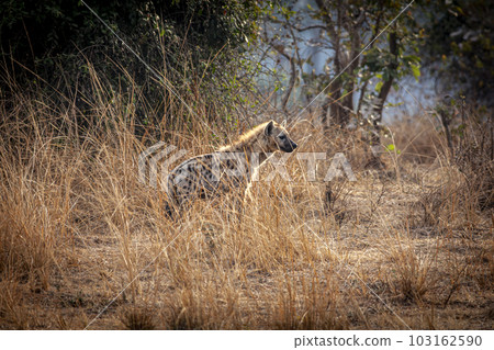 spotted hyena background spotted hyena background 103162590