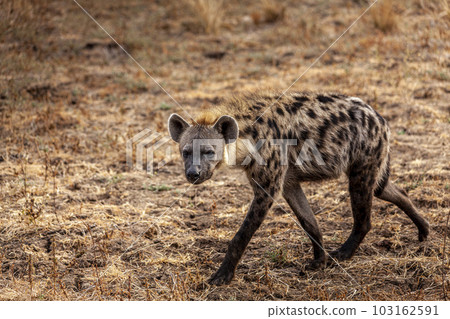 close-up of a spotted hyena 103162591