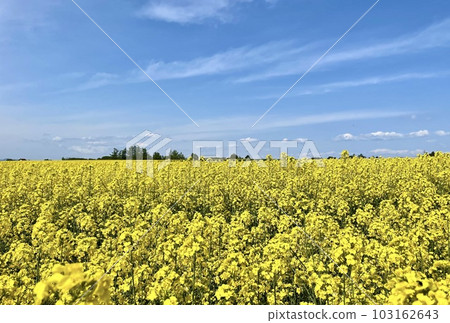 強姦花和藍天在一邊 強姦花和藍天在一邊 103162643