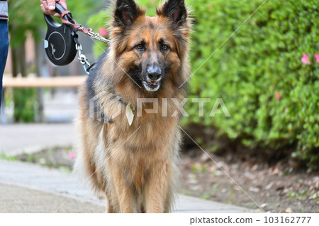 德國牧羊犬散步 103162777