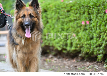 German shepherd for a walk 103162782