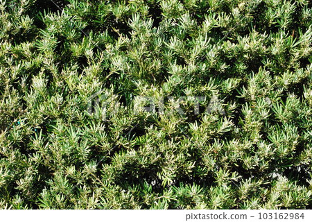 well maintained hedge well maintained hedge 103162984