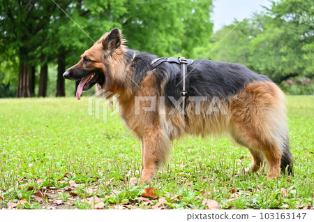 German Shepherd German Shepherd 103163147