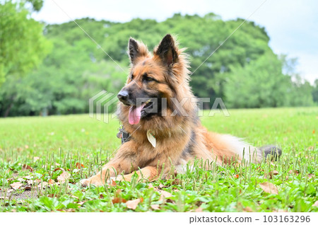 German shepherd to relax German shepherd to relax 103163296