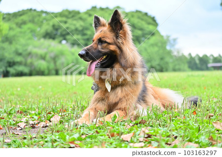 German shepherd to relax 103163297