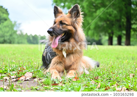 German shepherd to relax German shepherd to relax 103163298