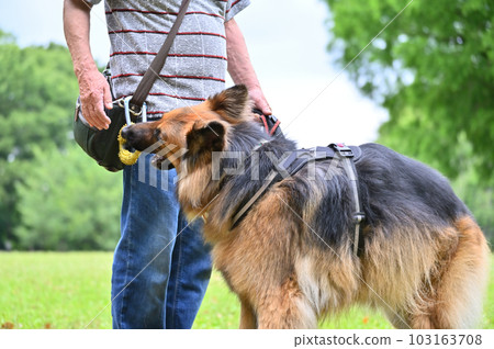 德國牧羊犬試圖偷玩具 德國牧羊犬試圖偷玩具 103163708