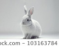 Front view of cute baby rabbits on white background , Little cute rabbits sitting with Lovely action on white, Generative Ai 103163784
