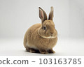 Front view of cute baby rabbits on white background , Little cute rabbits sitting with Lovely action on white, Generative Ai 103163785