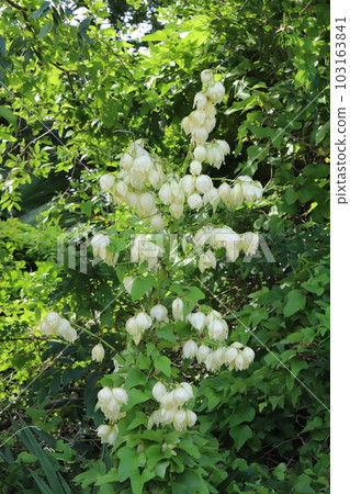 盛開在春天庭院裡的山茶花白花 盛開在春天庭院裡的山茶花白花 103163841