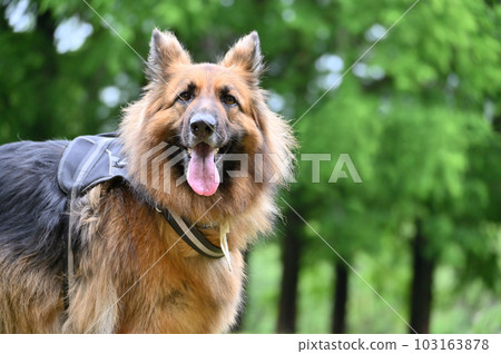 德國牧羊犬 103163878