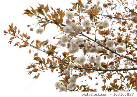 Double cherry blossoms (Fugenzou) on a white background Double cherry blossoms (Fugenzou) on a white background 103163887