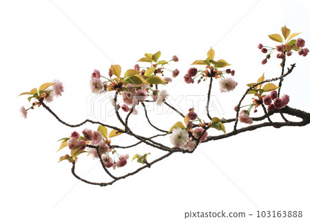 White background double cherry blossoms (Omurazakura) 103163888