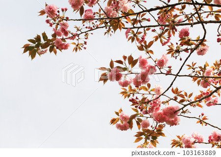 Double cherry blossoms on white background (Kanzan) Double cherry blossoms on white background (Kanzan) 103163889