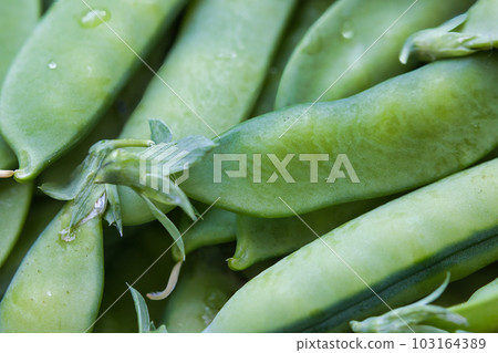 新鮮的綠豌豆青豆 103164389