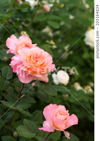 Blooming fragrant pink roses in the garden 103164834