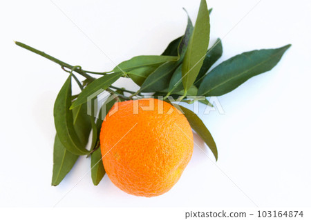 tangerines with branches and leaves isolated on white background tangerines with branches and leaves isolated on white background 103164874