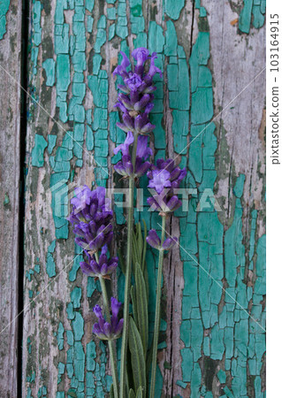 blooming lavender on a rustic wooden background blooming lavender on a rustic wooden background 103164915