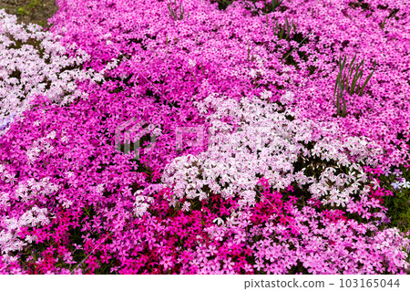 Moss phlox spreading all over 103165044